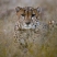 Leopard in Okonjima - picture courtesy of Namibia Tourist Board.