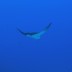 Dive with manta rays in Okinawa. ©Klaus Stiefel & Piranha Divers Okinawa/©JNTO